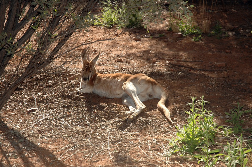 Red Kangaroo
